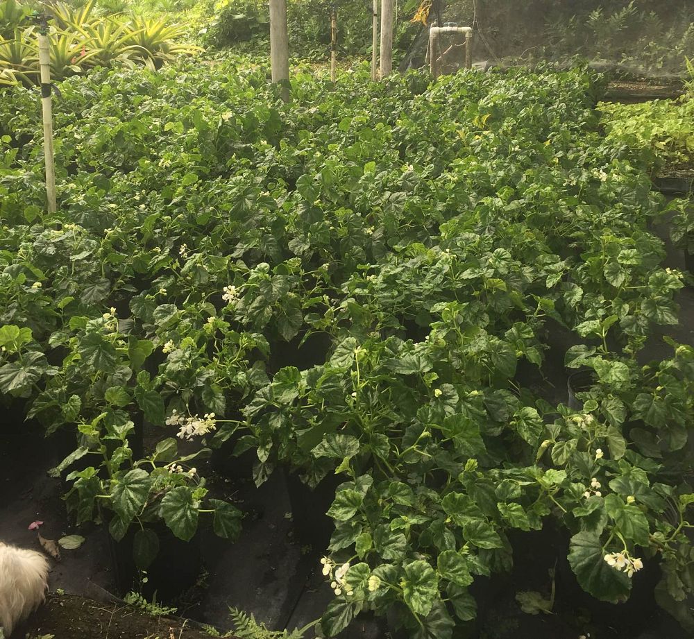 begonia-odorata-alba-white-begonia