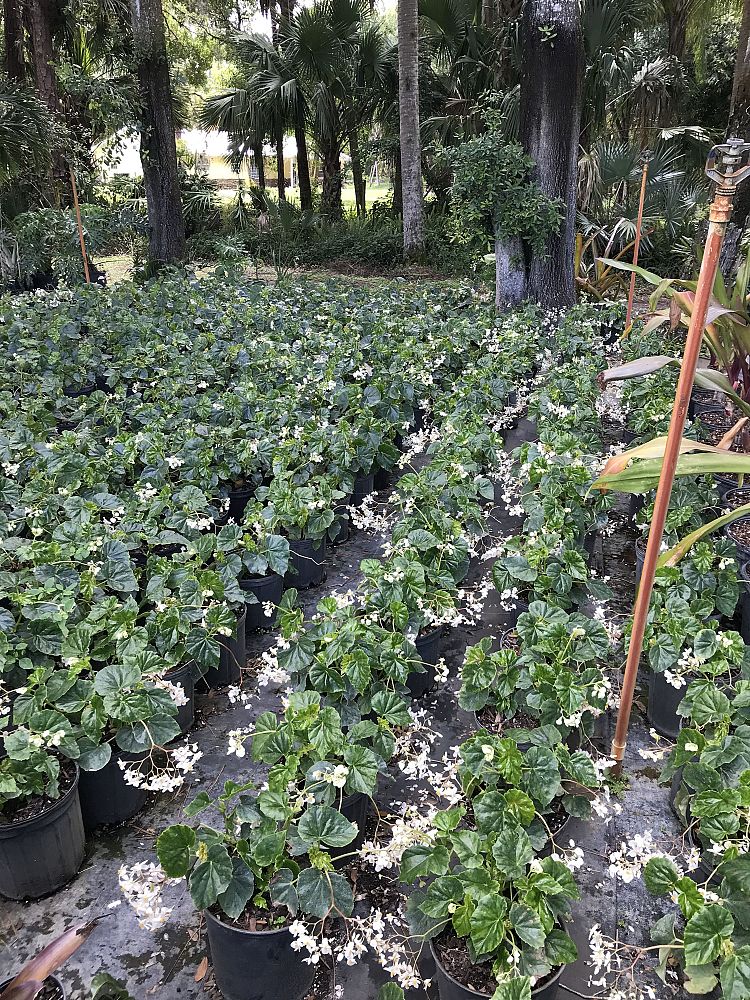 begonia-odorata-alba-white-begonia