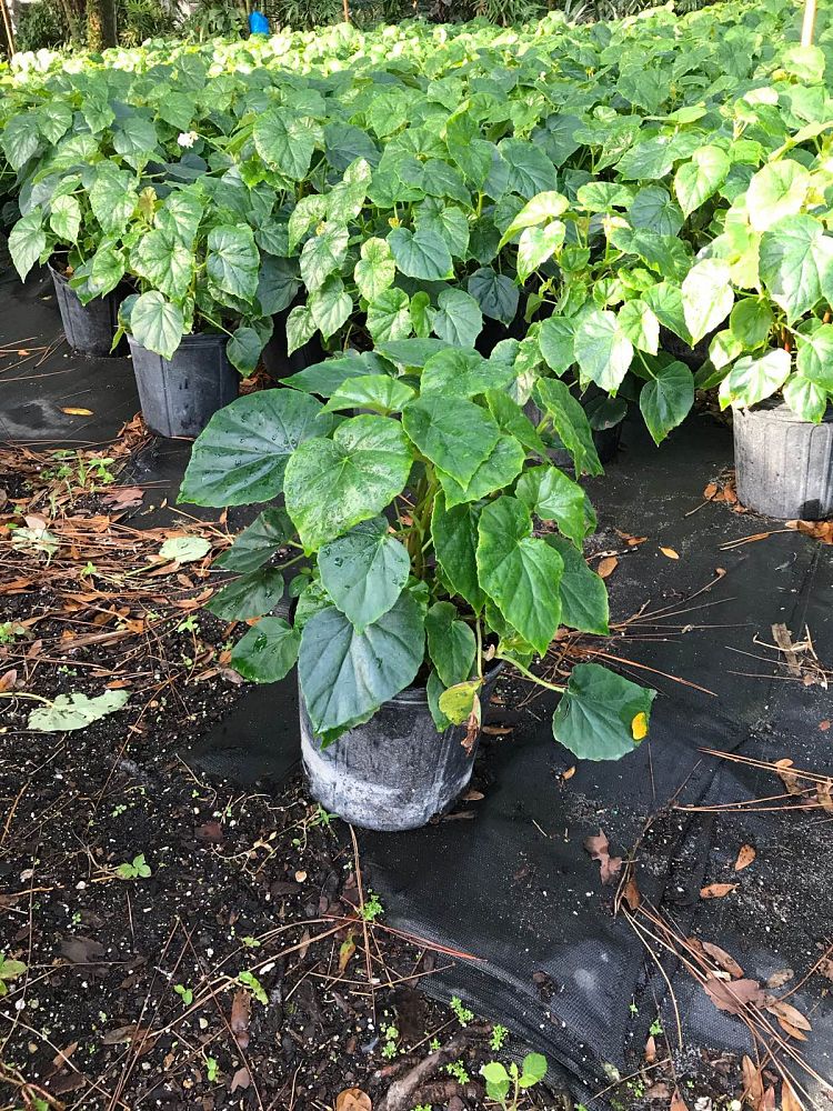 begonia-odorata-alba-white-begonia