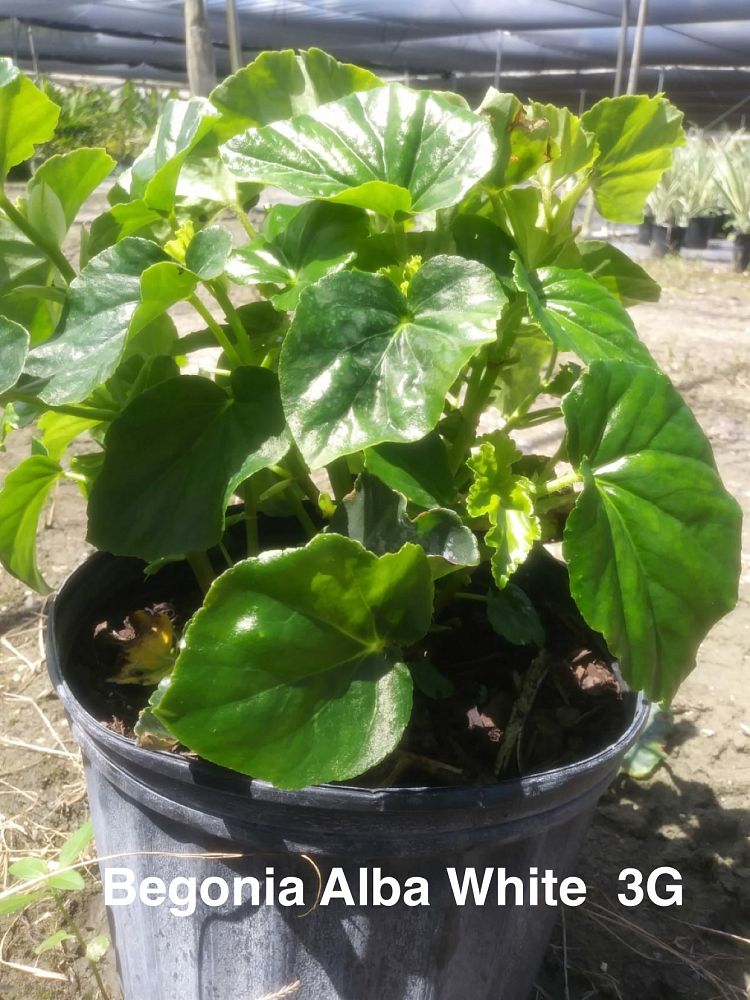 begonia-odorata-alba-white-begonia