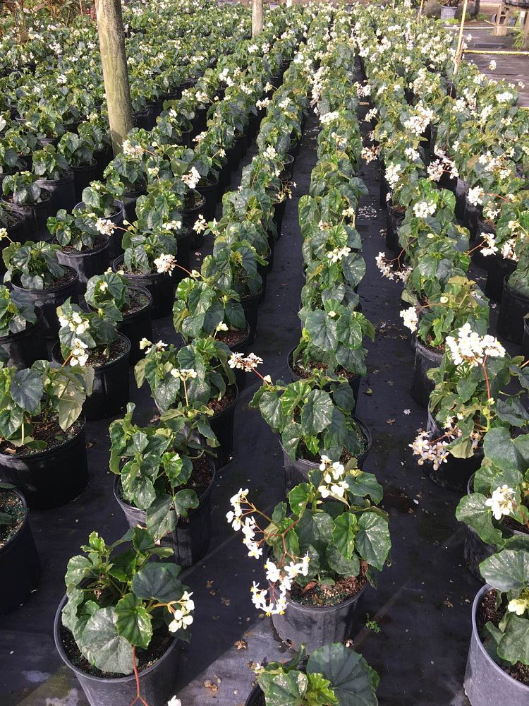 begonia-odorata-alba-white-begonia