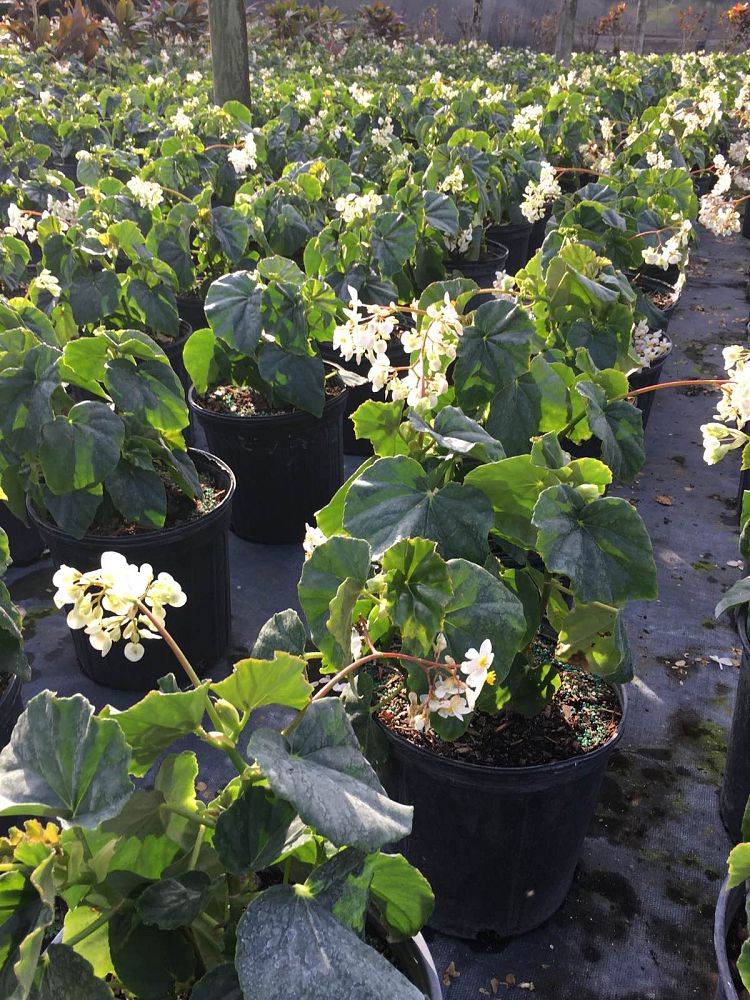 begonia-odorata-alba-white-begonia