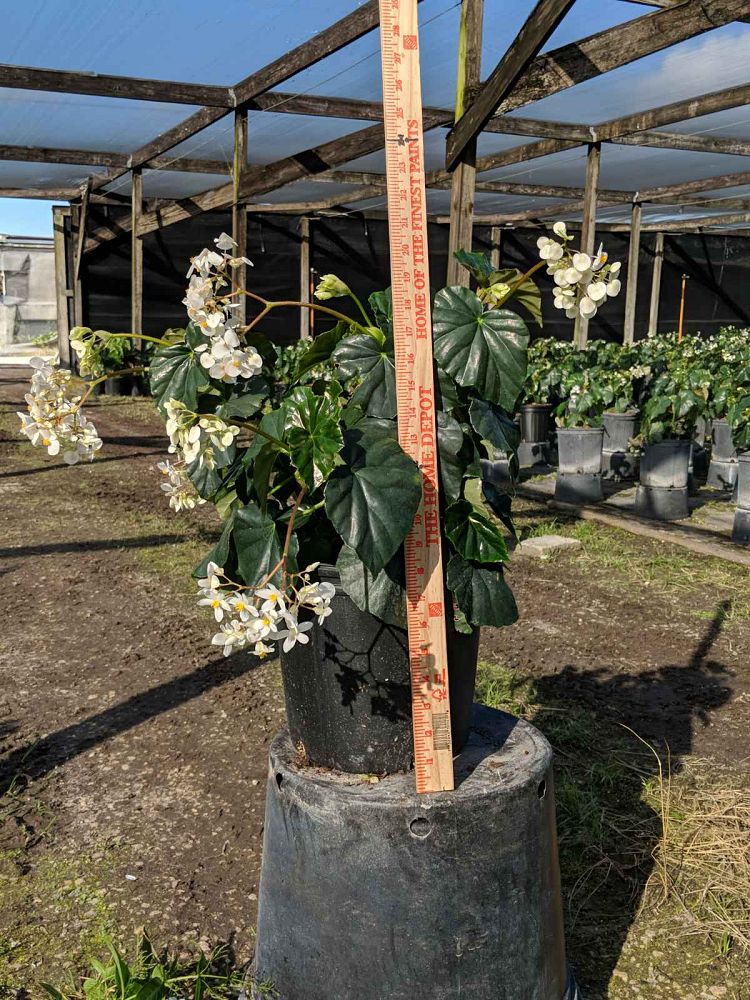 begonia-odorata-alba-white-begonia
