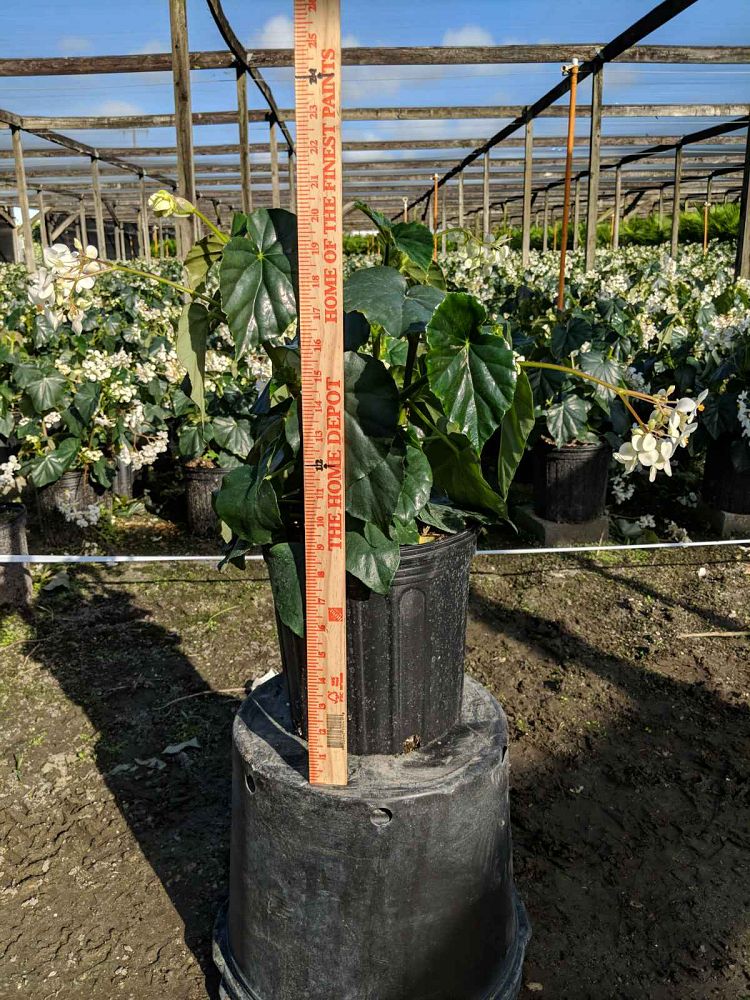 begonia-odorata-alba-white-begonia