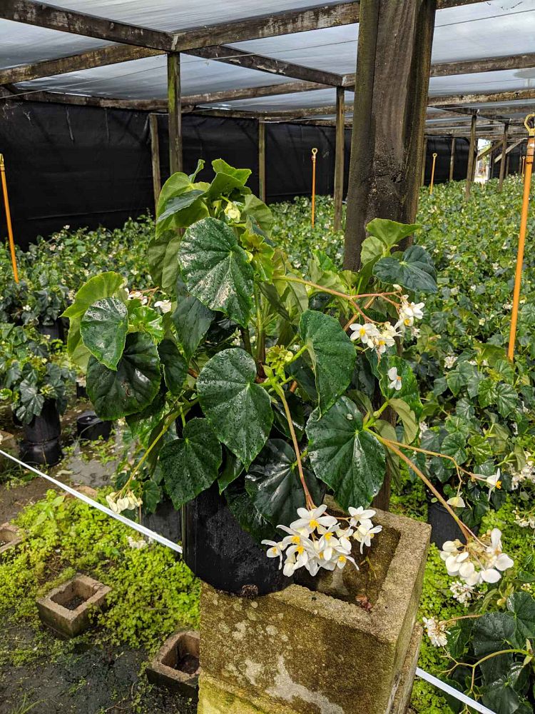 begonia-odorata-alba-white-begonia