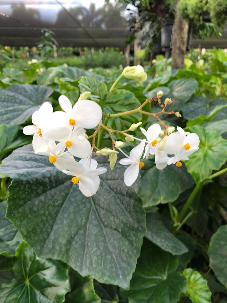 begonia-odorata-alba-white-begonia