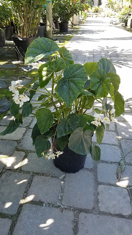 begonia-odorata-alba-white-begonia
