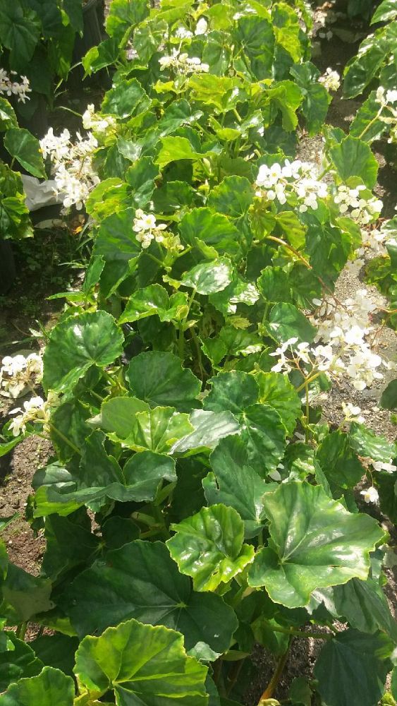 begonia-odorata-alba-white-begonia