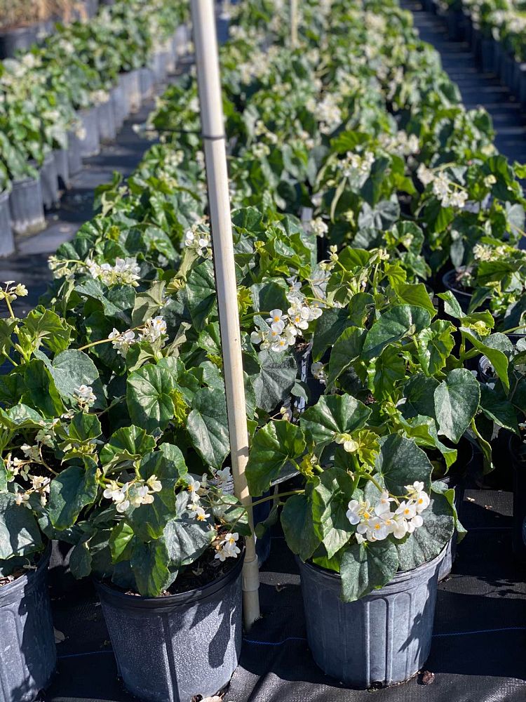 begonia-odorata-alba-white-begonia