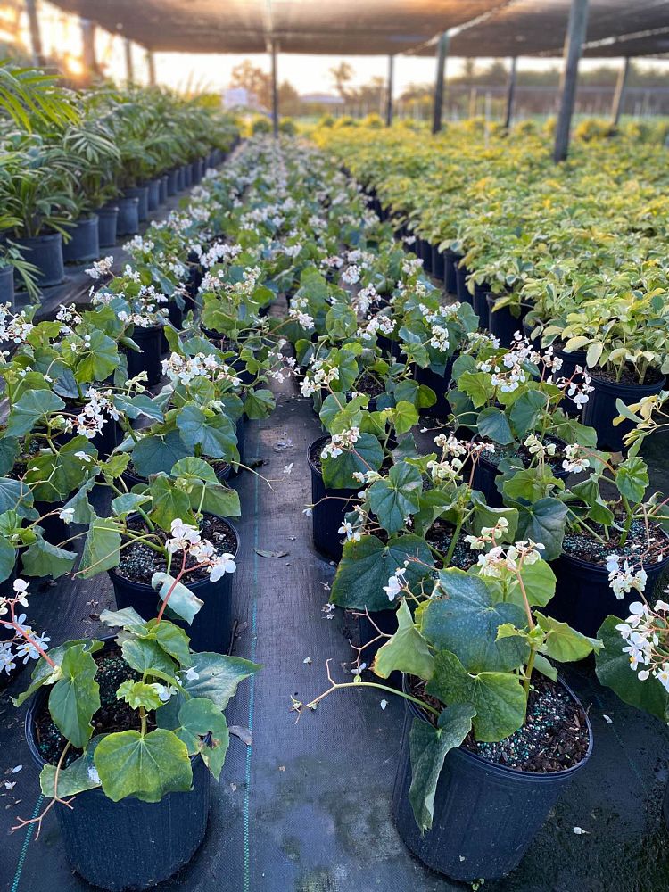 begonia-odorata-alba-white-begonia