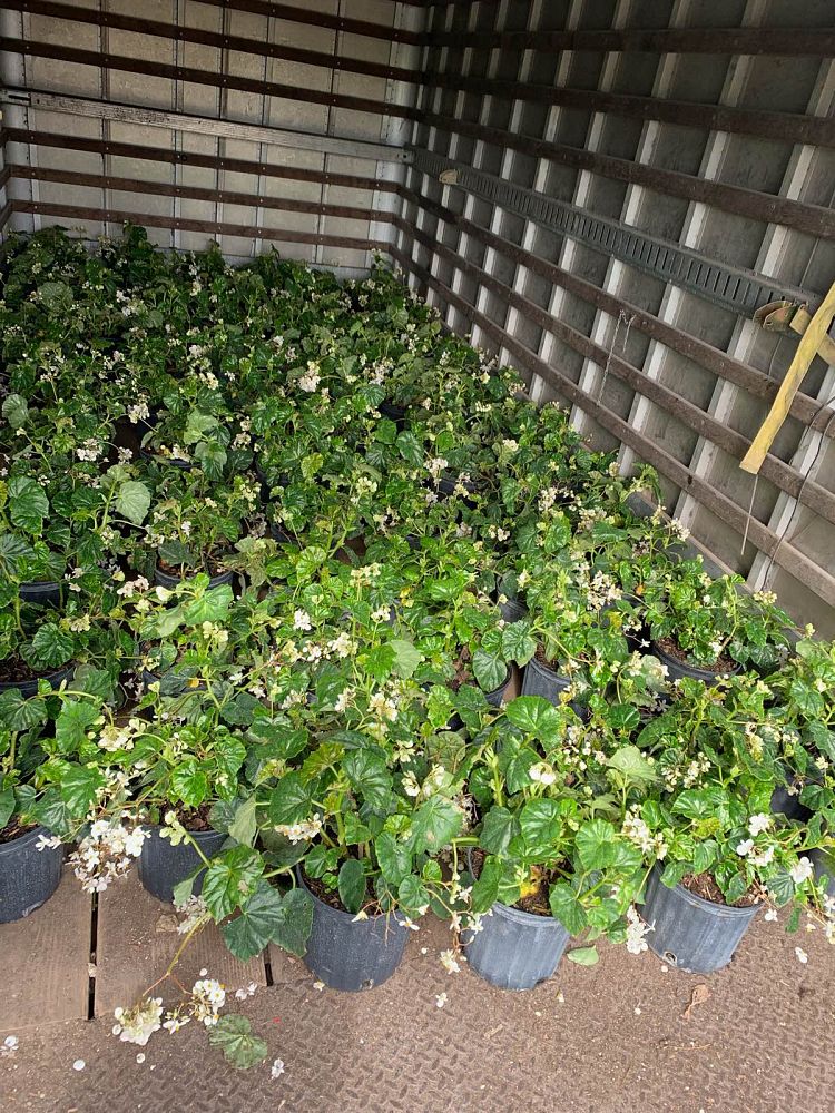 begonia-odorata-alba-white-begonia