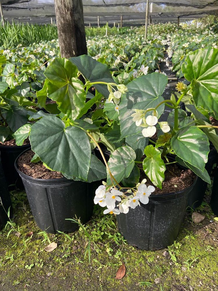begonia-odorata-alba-white-begonia