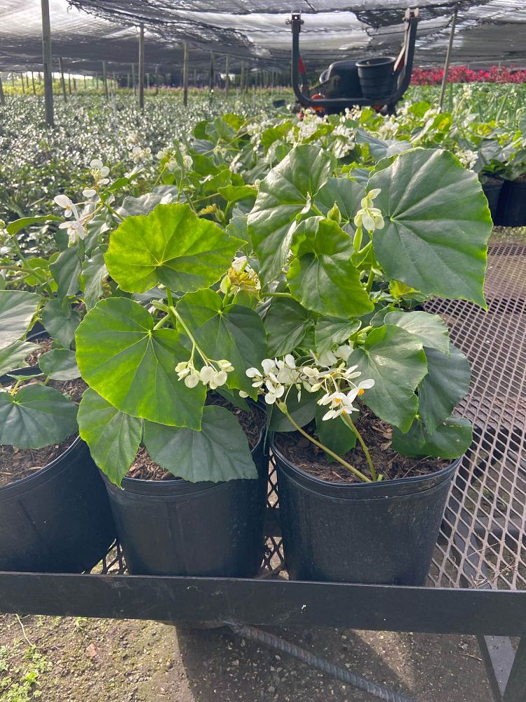begonia-odorata-alba-white-begonia