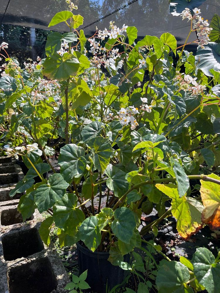 begonia-odorata-alba-white-begonia