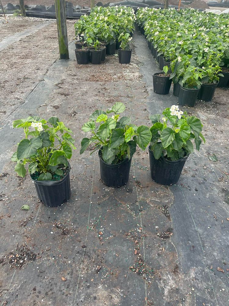 begonia-odorata-alba-white-begonia