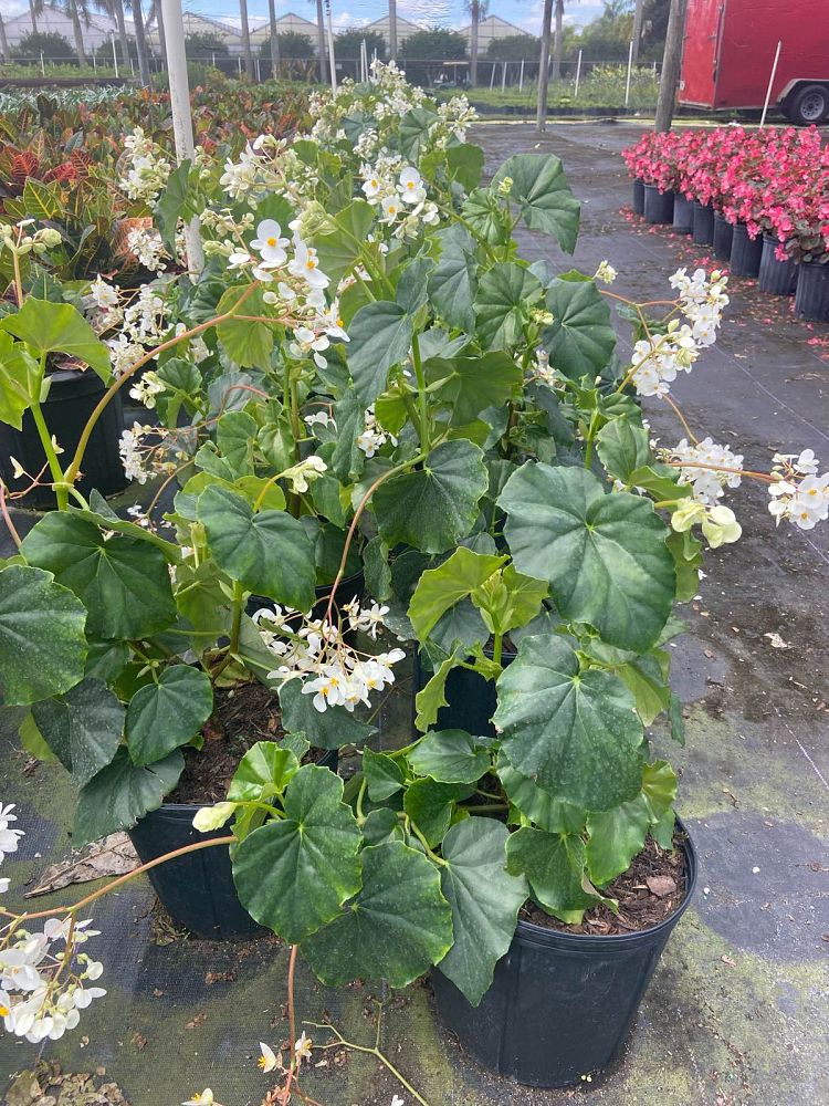 begonia-odorata-alba-white-begonia