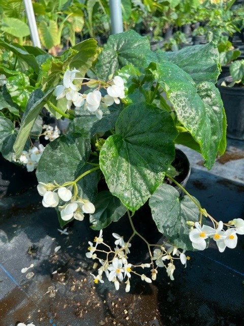 begonia-odorata-alba-white-begonia