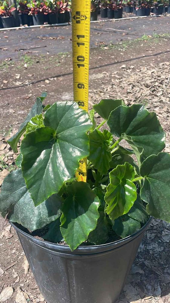 begonia-odorata-alba-white-begonia
