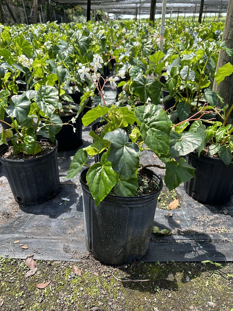 begonia-odorata-alba-white-begonia