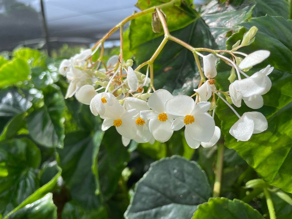 begonia-odorata-alba-white-begonia