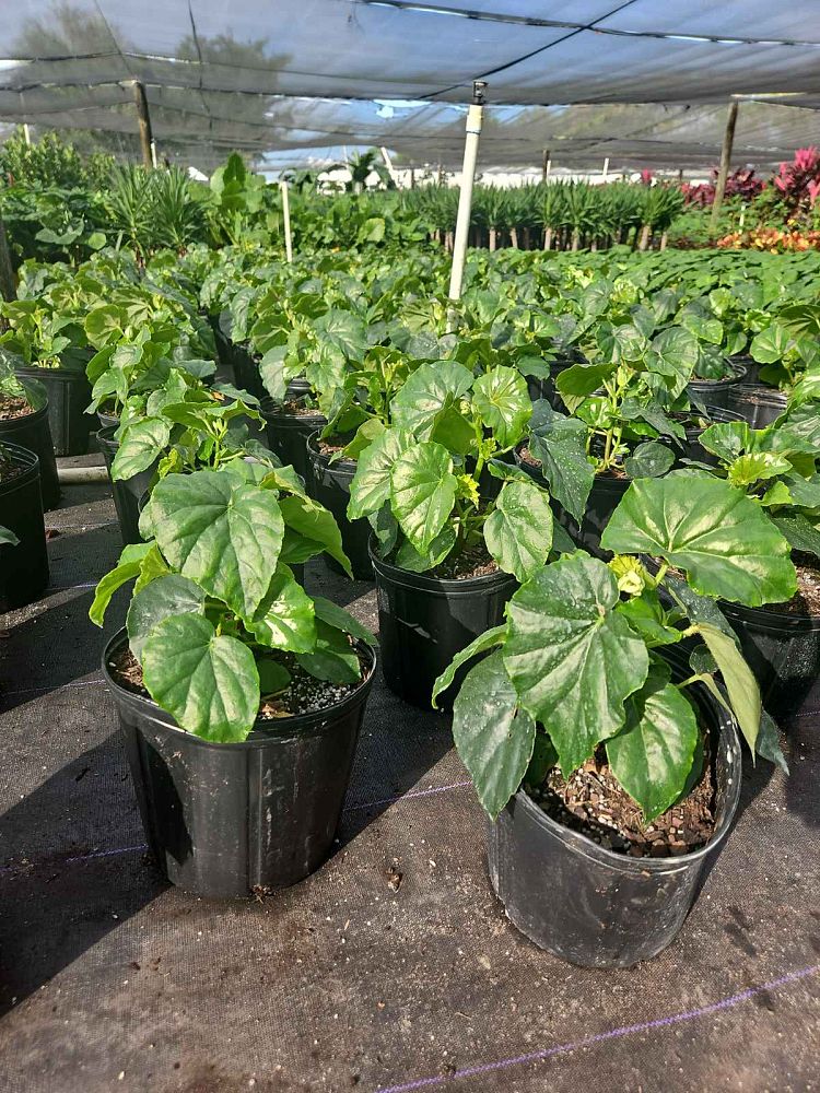 begonia-odorata-alba-white-begonia