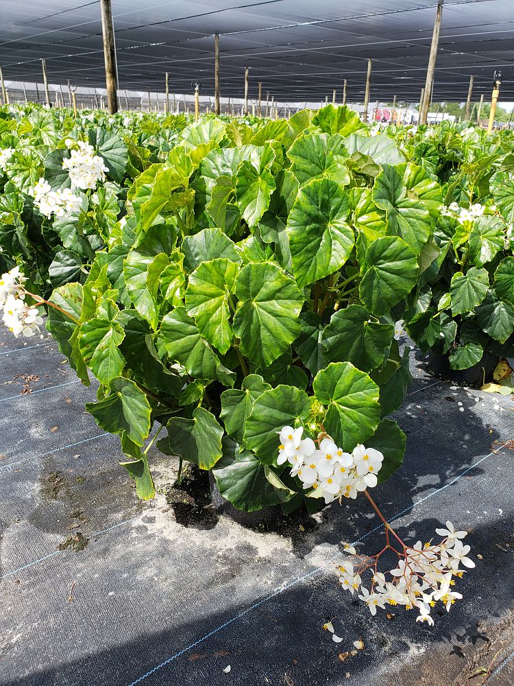 begonia-odorata-alba-white-begonia