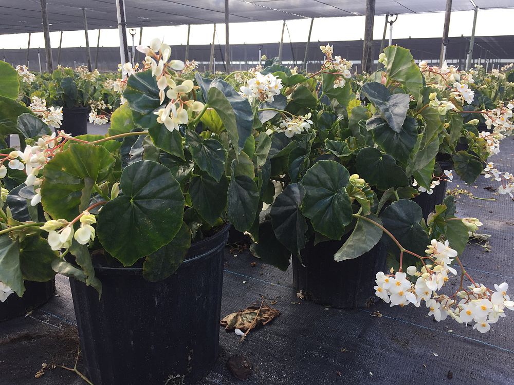 begonia-odorata-alba-white-begonia