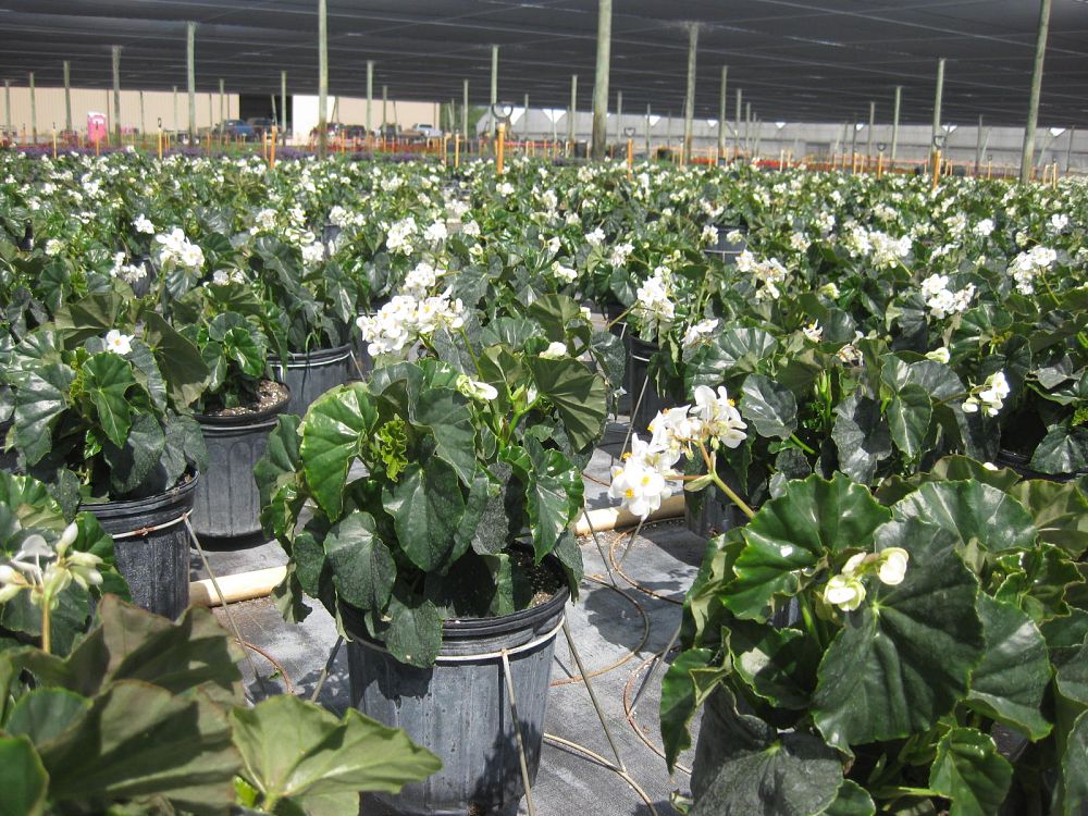 begonia-odorata-alba-white-begonia