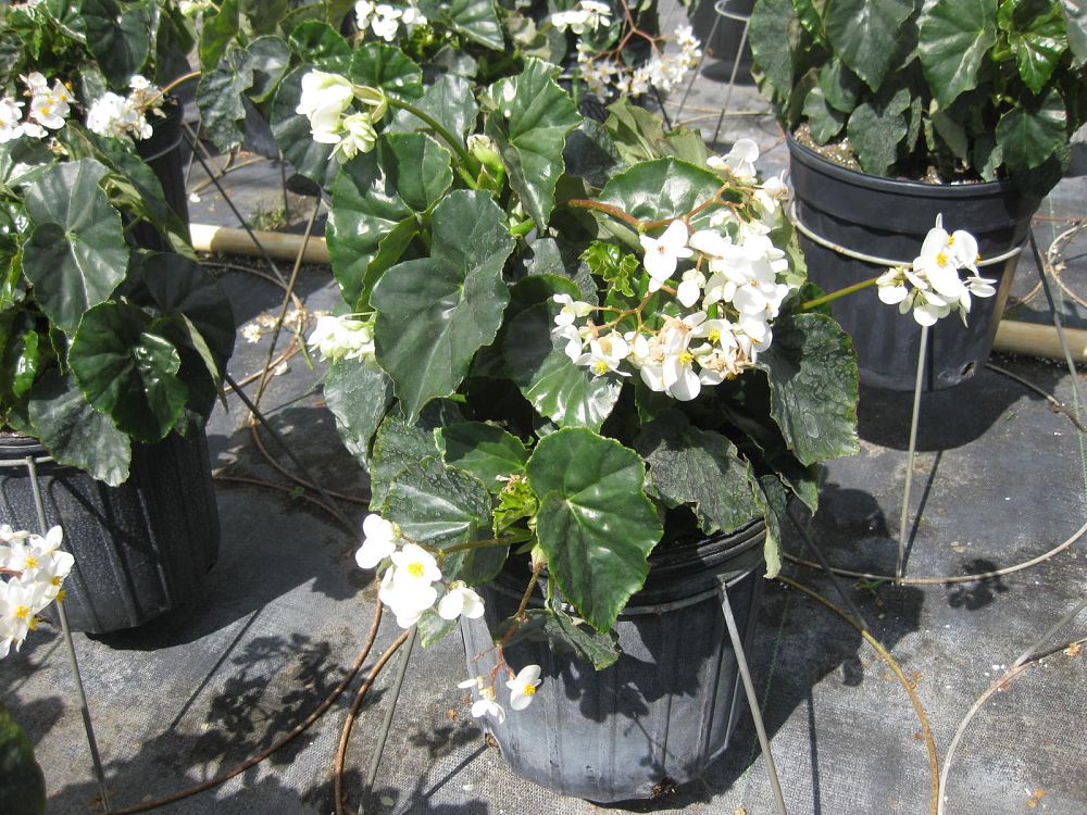 begonia-odorata-alba-white-begonia