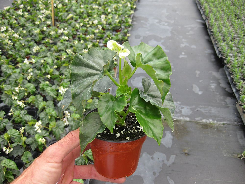 begonia-odorata-alba-white-begonia