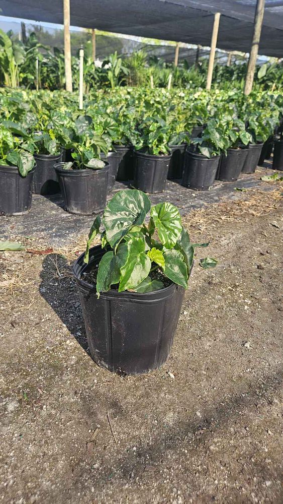 begonia-odorata-alba-white-begonia