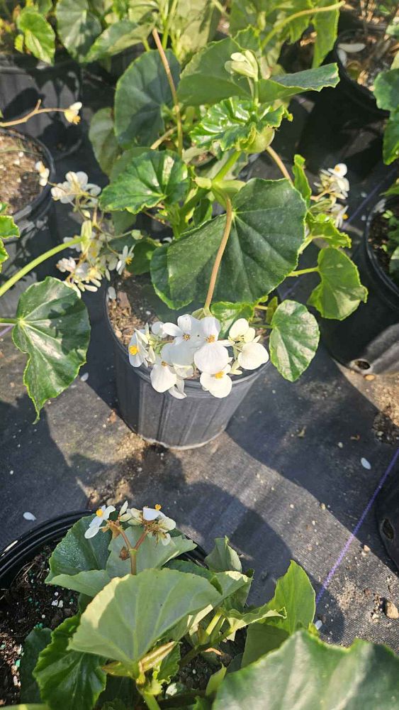 begonia-odorata-alba-white-begonia