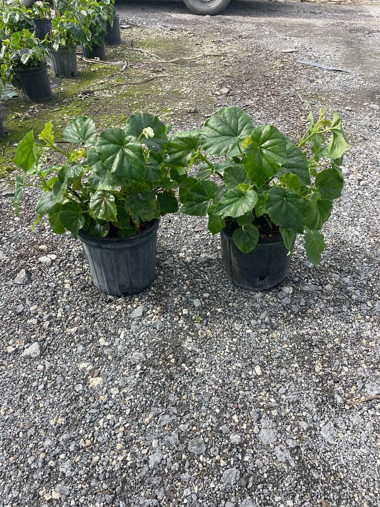 begonia-odorata-alba-white-begonia