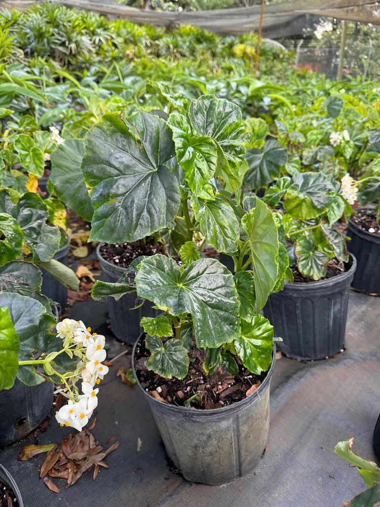 begonia-odorata-alba-white-begonia