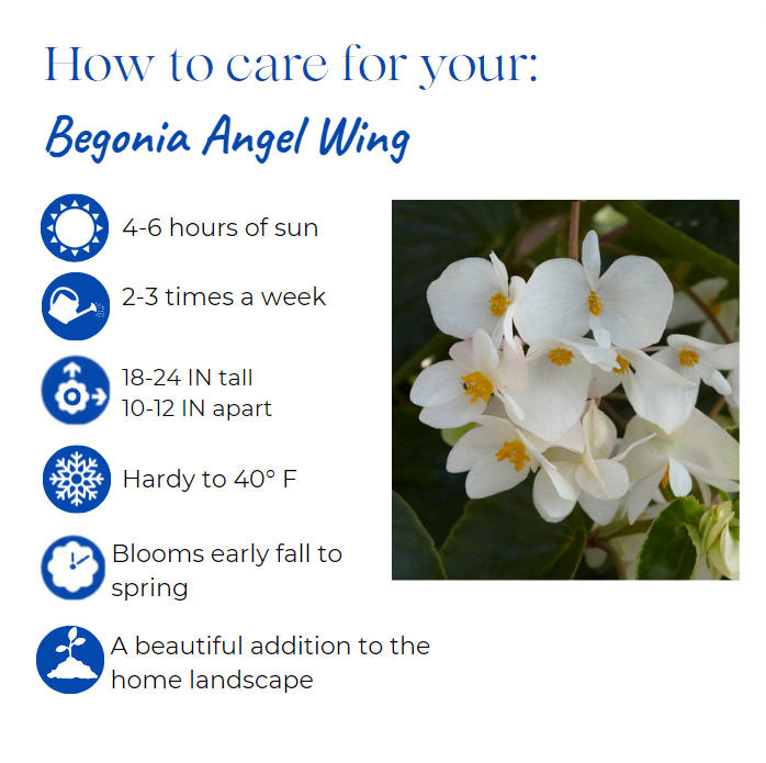begonia-odorata-alba-white-begonia