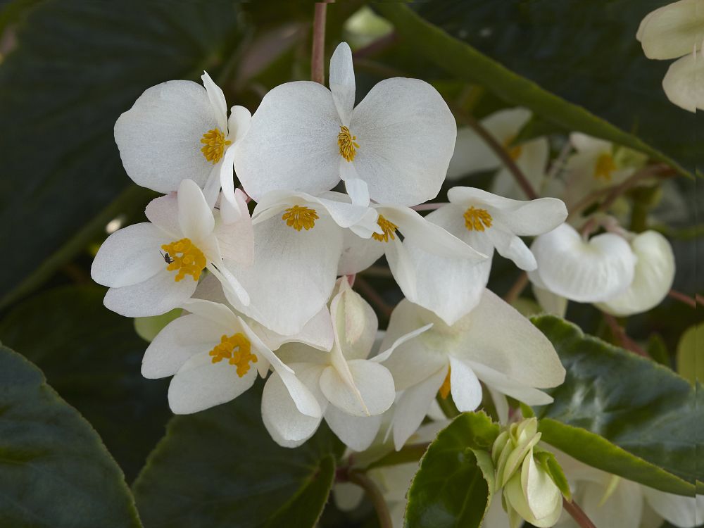 begonia-odorata-alba-white-begonia
