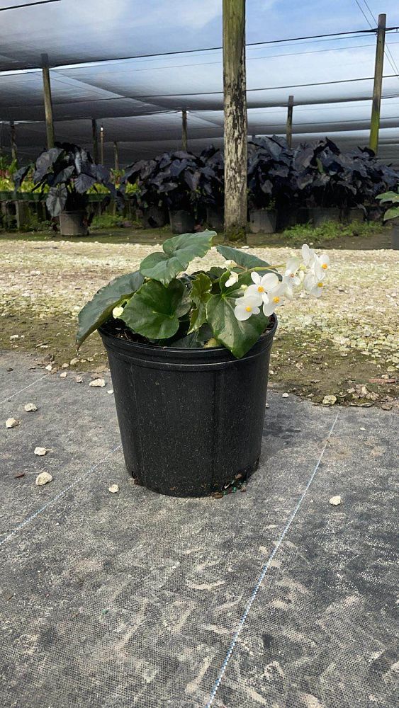 begonia-odorata-alba-white-begonia