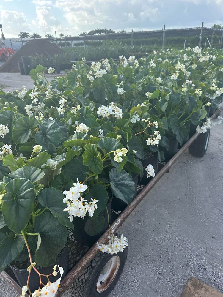 begonia-odorata-alba-white-begonia
