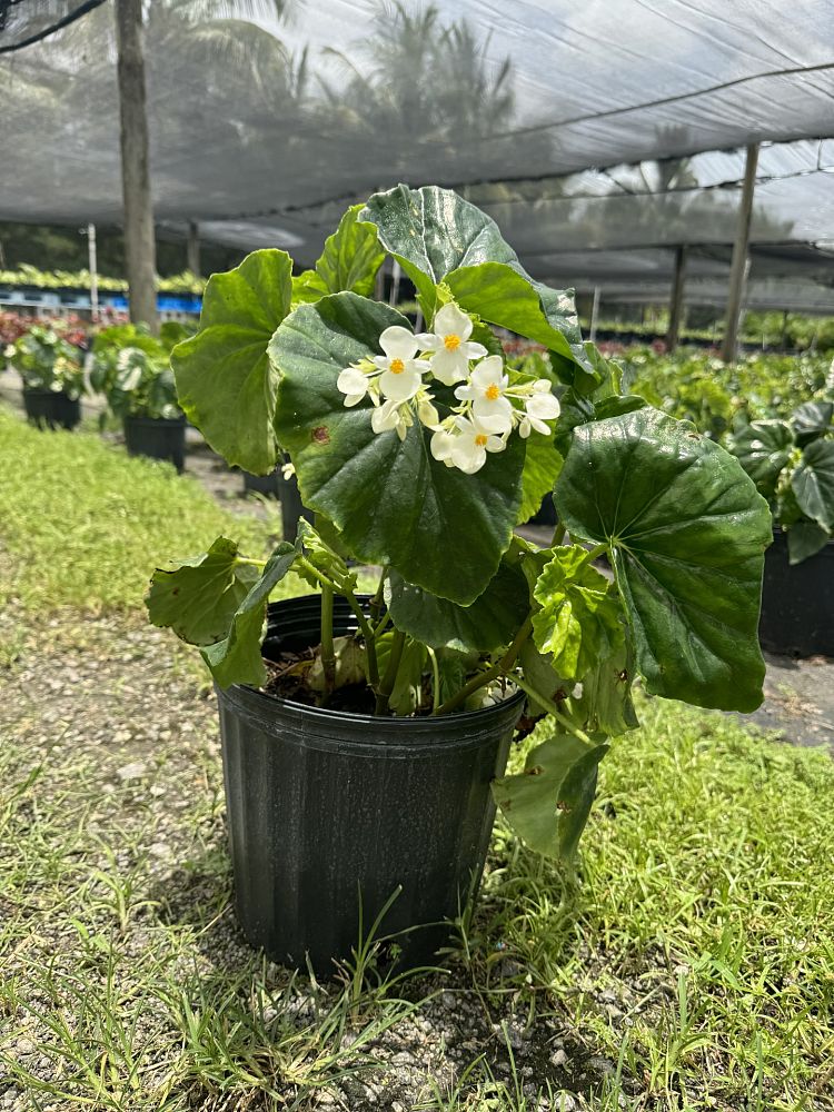 begonia-odorata-alba-white-begonia