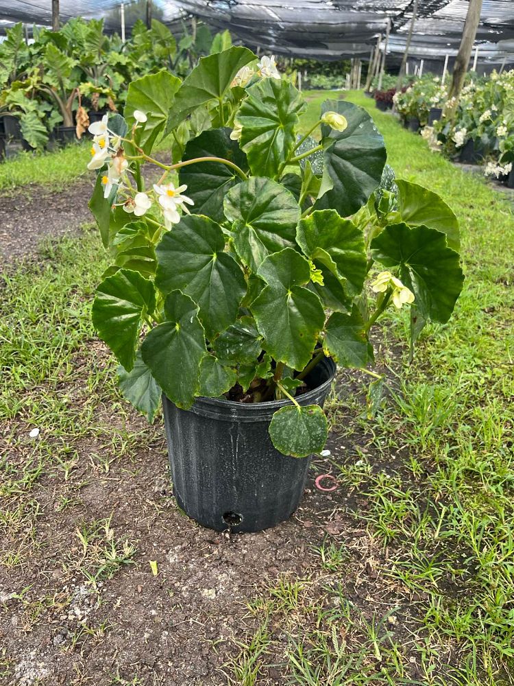 begonia-odorata-alba-white-begonia