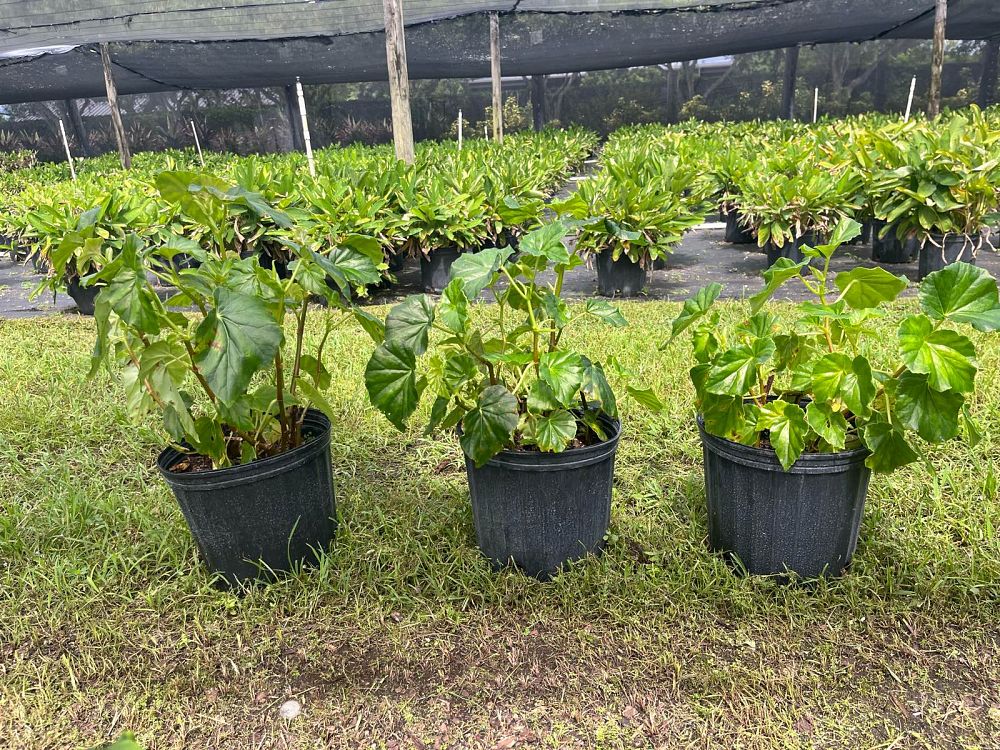 begonia-odorata-alba-white-begonia