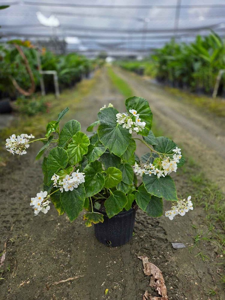 begonia-odorata-alba-white-begonia