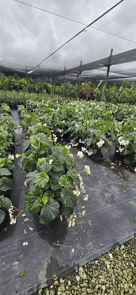 begonia-odorata-alba-white-begonia