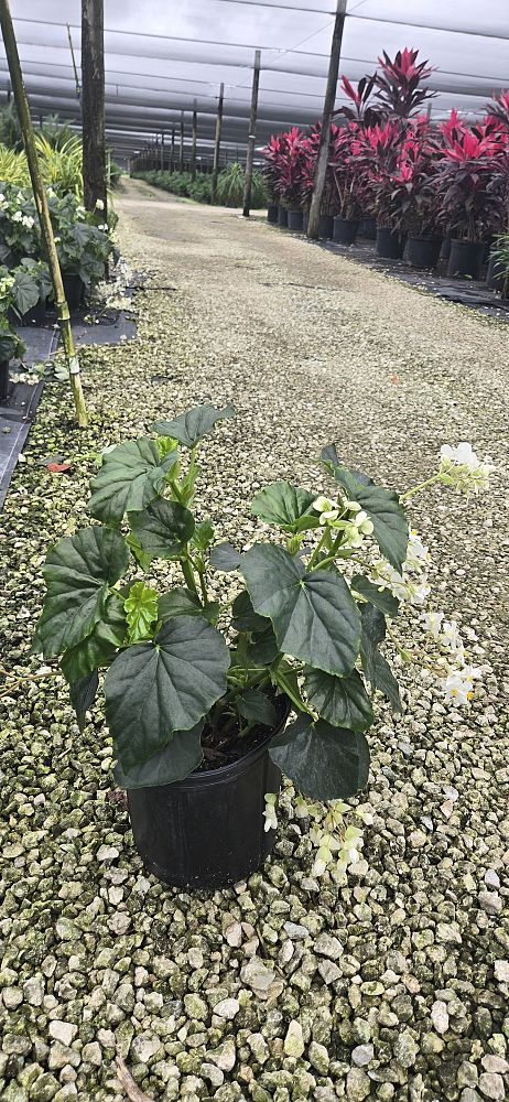 begonia-odorata-alba-white-begonia