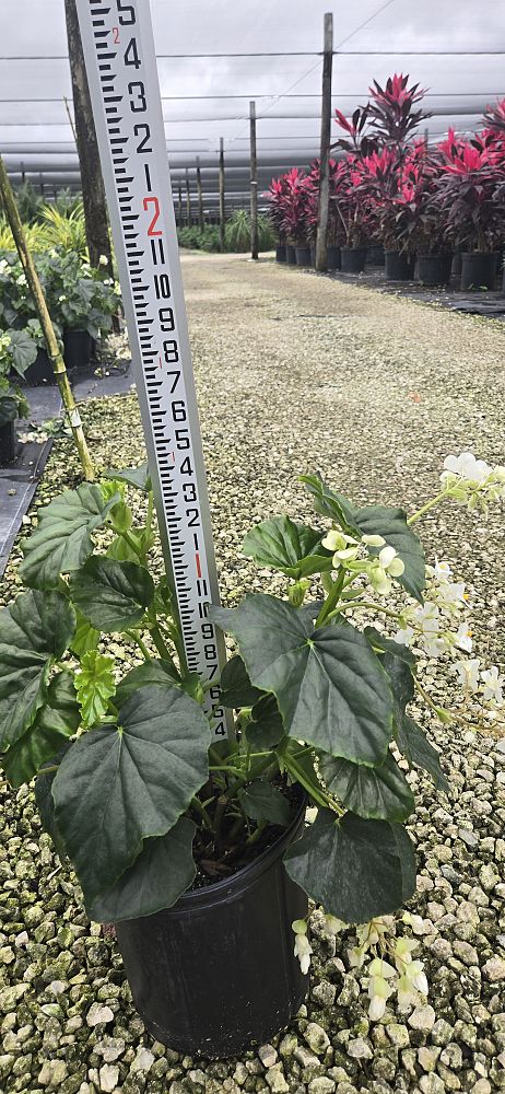 begonia-odorata-alba-white-begonia