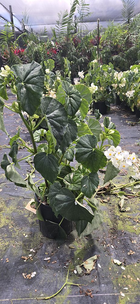 begonia-odorata-alba-white-begonia