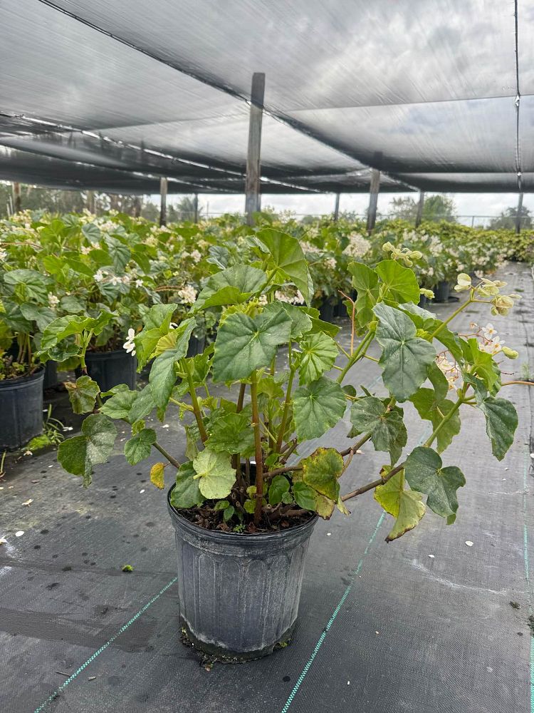 begonia-odorata-alba-white-begonia
