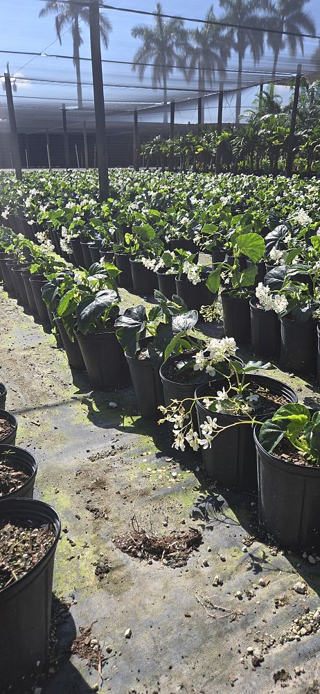 begonia-odorata-alba-white-begonia