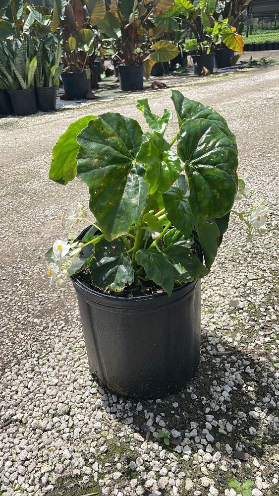 begonia-odorata-alba-white-begonia