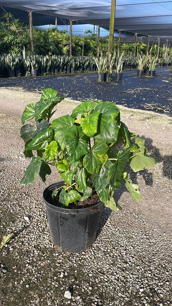 begonia-odorata-alba-white-begonia